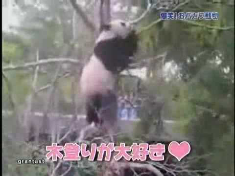 Panda Vs. Tree Branch