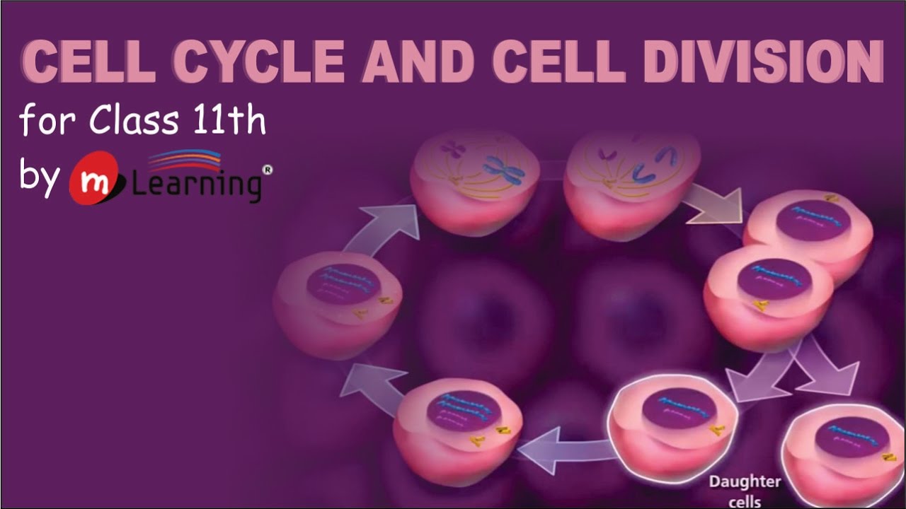 Cell Cycle And Cell Division 01 For Class 11th And Aipmt Youtube