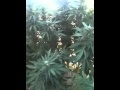 Outdoor grow 2012 kush chronicles 8 update