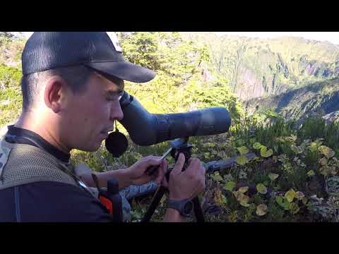 Weather Window - Alaska Mountain Goat