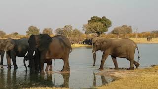 Herd of elephants...