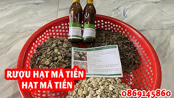 Rượu hạt mã tiền ngâm sẵn xoa bóp xương khớp. Cung cấp hạt mã tiền Nhung, Mã tiền Đen, Mã tiến Trắng