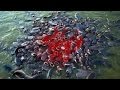 Most Amazing Wild Animal Attacks - Piranha Fish Attacks Compilation