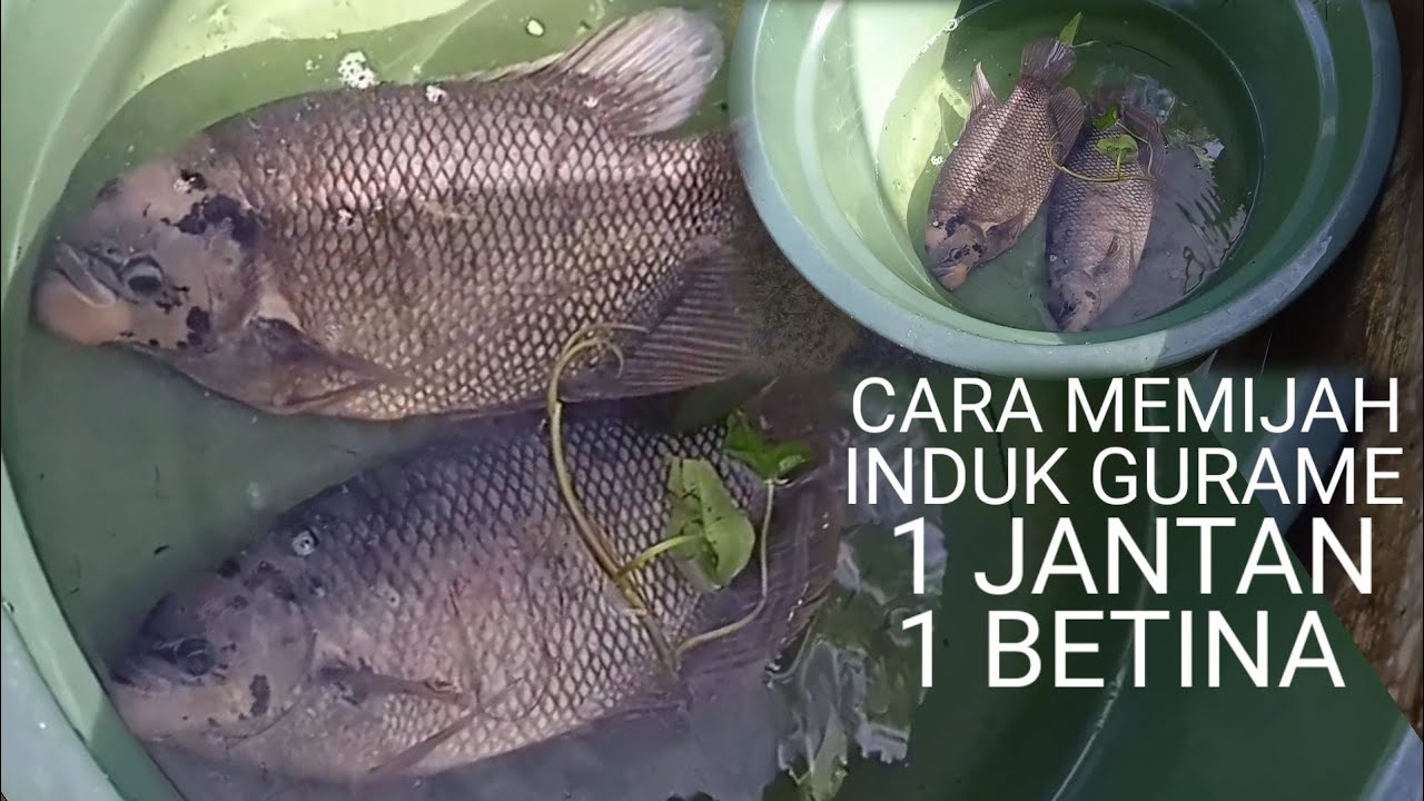 CARA MEMIJAH INDUK GURAME‼️1 VS 1 - SIAP BERTELUR💰