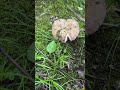 Wild Mushroom Foraging in the Mossy Forest