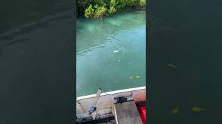 Somewhere On The Tiwis