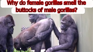 Why do female gorillas smell the buttocks of male gorillas? by Animal Explorer 1,852 views 1 year ago 2 minutes, 26 seconds