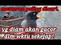 MASTERAN PALING DICARI! JALAK KEBO NGOCEH KERAS!