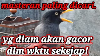 MASTERAN PALING DICARI! JALAK KEBO NGOCEH KERAS!