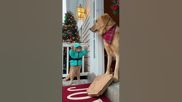 cat delivering pizza to a dog and getting disrespected instantly 😭🐱🍕 #funnycat #catmeme #shorts