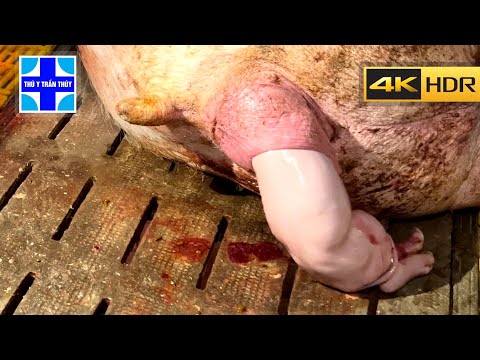 Hướng dẫn đỡ đẻ cho heo nái khi trời lạnh | Bác sĩ thú y Trần Thúy