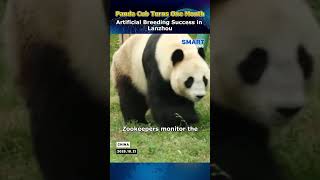 Lanzhou Zoo Successfully Breeds Giant Panda Baby