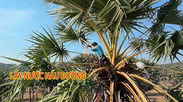 Đặc Sản Tri Tôn Cách Người Khmer Nấu Đường Thốt Nốt Thủ Công Tuyệt Vời