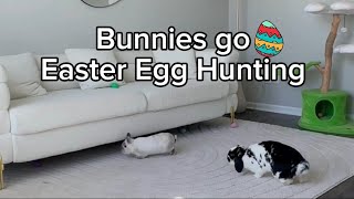 Easter Egg Hunting with Bunnies by The Lexi Bunch 186 views 1 month ago 1 minute, 7 seconds
