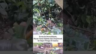 Macan Tutul Liar yang Masuk ke Permukiman di Cisarua Dievakuasi ke Taman Safari