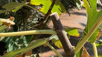 How to Prune Fig Trees For MAXIMUM Fruit Production [Includes Little-Known Tip Towards The End]