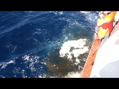 Idiot from Zodiac  maritime agency ( Whales murderers )
