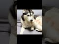 夜中に寂しくてハスキー犬に甘える子猫......#shorts