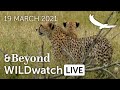 WILDwatch Live | 19 March, 2021 | Morning Safari | South Africa