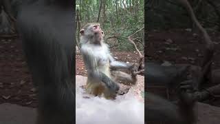 Monkey meditating to music #meditationmusic #monkey #animalshorts #animalmedicine #monkeys #peace