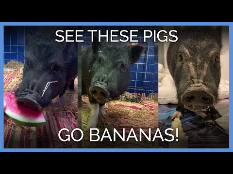 Wideo: Czy świnie brzuchate mogą jeść banany?