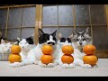 みかんのせ猫 Mandarin orange cat 2020