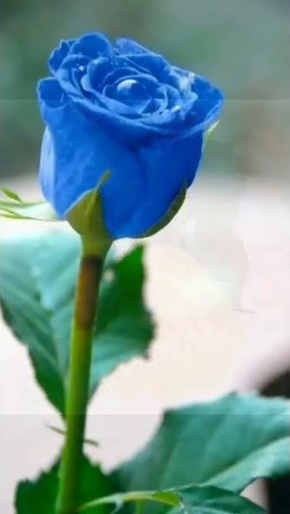 what-color-rose-do-you-like-youtube