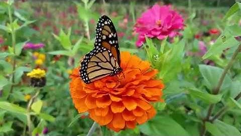 سورة الحاقة القارئ فارس عباد تلاوه جميله ماشاء الله surah al-haqqa holy quran HD