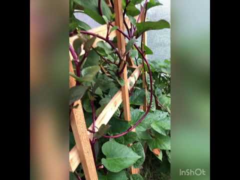 Growing Malabar Spinach and Jerusalem Artichoke as companion plants..