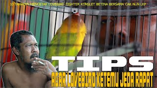 Tips Agar Lovebird konslet Ketemu Jeda Rapat (Tahap 6, 7, 8 ala Cak Nun)