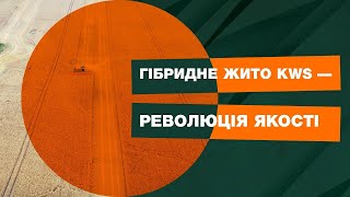 Гібридне жито KWS – революція якості | #RYEVOLUTION 2.0