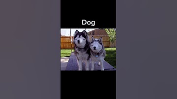 Animals With Down Syndrome🐯🐶🐱🐬