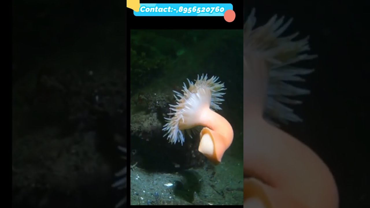 Cnidarian Examples 