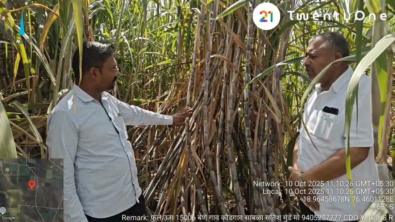 फुले ऊस 15006 बेणे उपलब्धता गाव कौडगाव साबळा ता परळी शेतकरी सतिश मुंडे मो 9405257777 