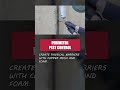 Apply Perimeter Pest Control to Keep Pests Out!