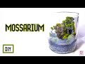 Como hacer un Mossarium -  Tutorial de como hacer un terrario con musgos
