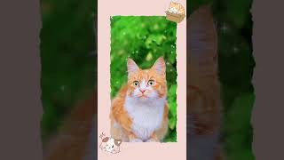 cute cats videos/ cat wallpaper 😺😺😺😺😺😺 screenshot 2