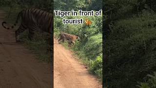 tiger and Indian gour!!#viral#tiger#wildlife#shortsviral#viralvideo#viralshorts#youtubeshorts#shorts