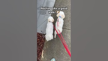 They love walkies! 🥰❤️🐶 #shorts #dogs