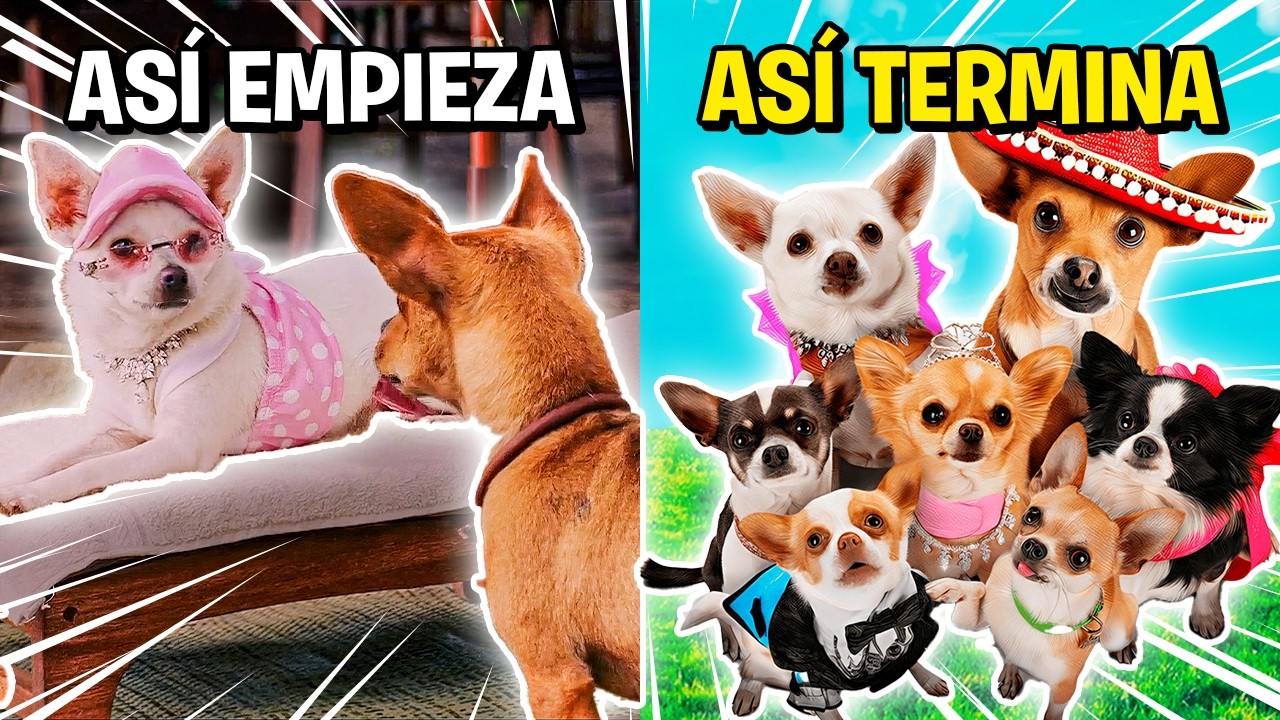 LA CHIHUAHUA FRESA que tuvo su propia TRILOGÍA