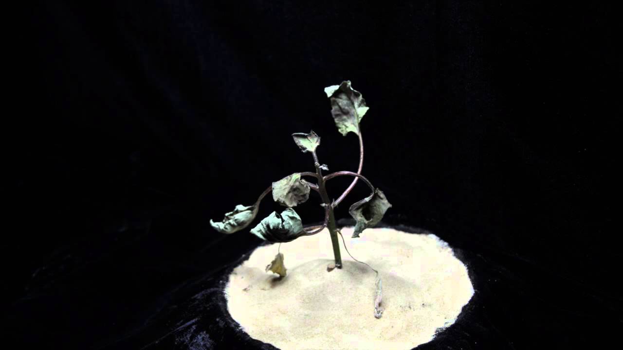 Glyphosate (SOA 9) common cocklebur angle 1