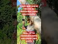 os obstáculos