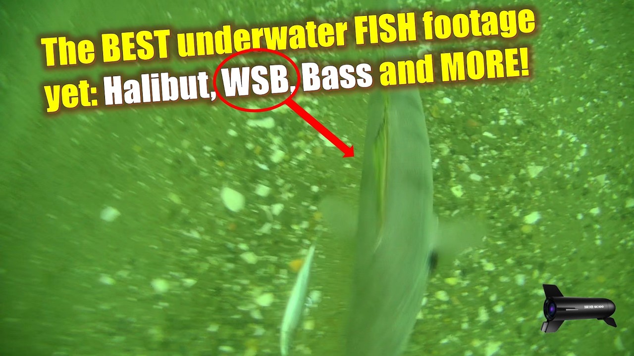 The BEST underwater FISH footage yet: Halibut, WSB, Bass and MORE!
