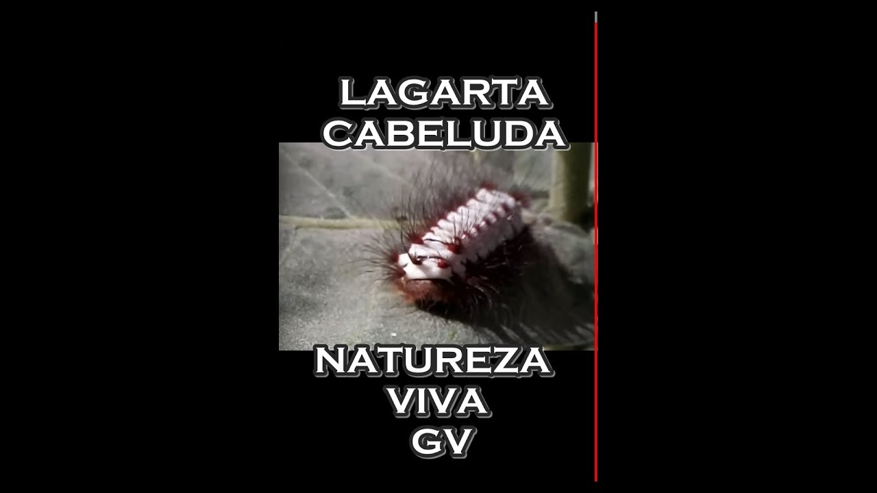 Lagarta Cabeluda