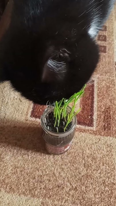 витамины для кота 🐱 - YouTube