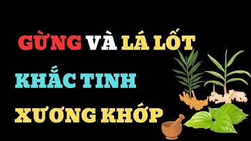 Cách dùng lá lốt kết hợp với gừng để đẩy lùi đau nhức xương khớp” | Sức Khỏe TV.