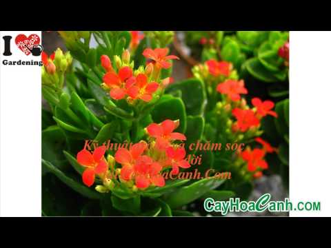 Video: Chăm sóc cây chùm ngây - Cách trồng cây Kalanchoe Delagoensis