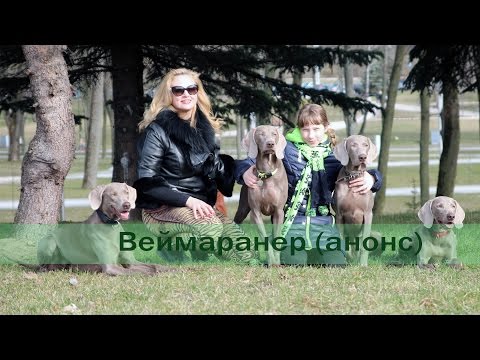 Веймарская легавая (анонс)