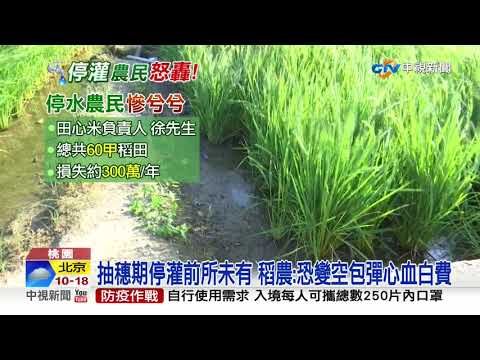 抽穗期停灌前所未有 稻農:恐變空包彈心血白費│中視新聞 20201015