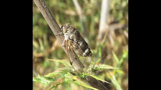 ציקדה שחורה - European Cicadas